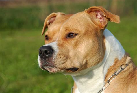 American staffordshire terrier breed maintenance. American Staffordshire Terrier Dog Breed » Everything ...