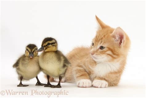 Ginger Kitten And Mallard Ducklings Photo Wp26753