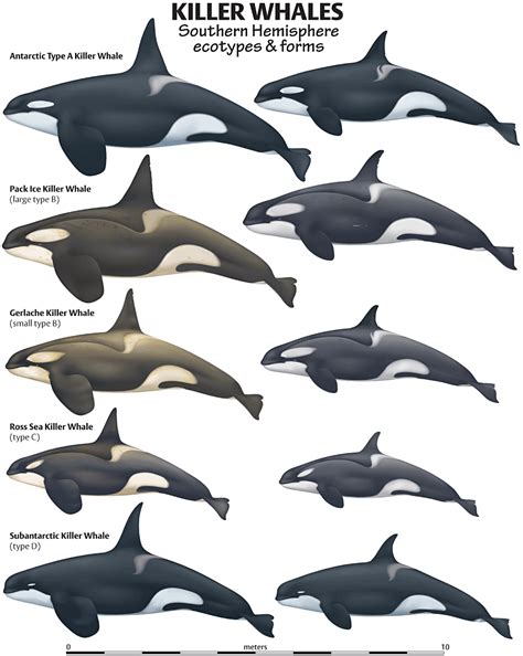 The Recognized Killer Whale Ecotypes Of The World There Are Various