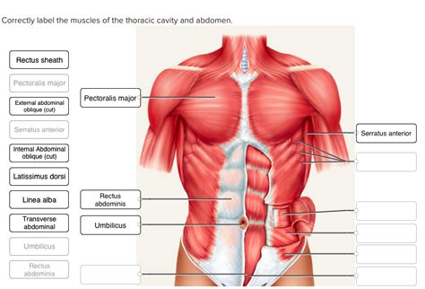 Correctly Label The Muscles Of The Thoracic Cavity And Abdomen Hot