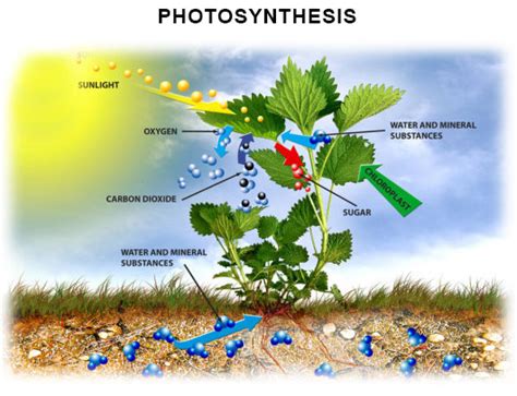 What Are The Raw Materials Of Photosynthesis Ashlianderson