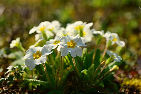 Hd Wallpaper Primrose Flower Plant Spring Bloom Garden Primula