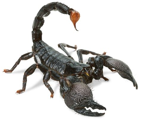 Scorpion Facts And Faqs Everything You Need To Know Pest Hacks