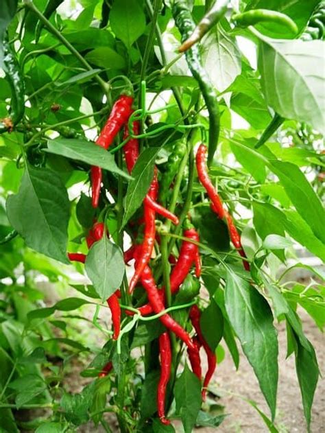 How to say cayenne pepper. Cayenne Long Slim - Diana's mooie moestuin