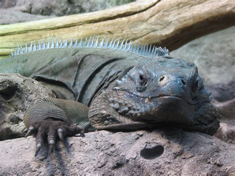 Zoos With The Rarest Most Endangered Iguanas Zoochat