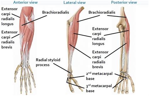 Brachioradialis Origin Insertion Nerve Supply Action How To Relief
