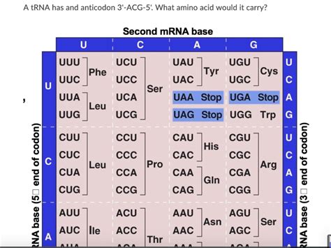 Solvedtrna Has And Anticodon 3 Acg 5 What Amino Acid Would It Carry