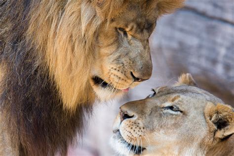 Lions Lion Lioness Couple Love Mood Wallpapers Hd Desktop And
