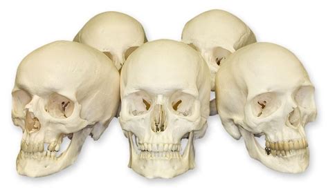 Research Quality Real Human Skulls Skulls Unlimited Real Human Skull Skull Human Skull