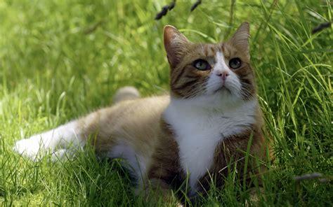 Cat Sitting In The Grass Wallpaper Animal Wallpapers 17331