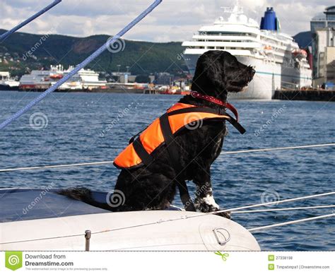 Kittens/cats in life jackets on a boat adventure! Black Dog Wih Life Jacket On Sail Boat Stock Photo - Image ...
