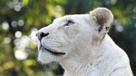 White Lion Head 4k Hd Wallpapers Hd Wallpapers