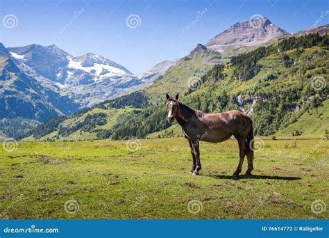 Horse On Mountain Pasture In The Alps Stock Photo Image Of Autumn