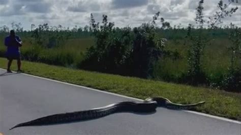 Giant Burmese Python In Florida Everglades Spotted Crossing Road In