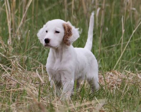 Cute White English Setter Puppy In Meadow English Setter Dogs Setter