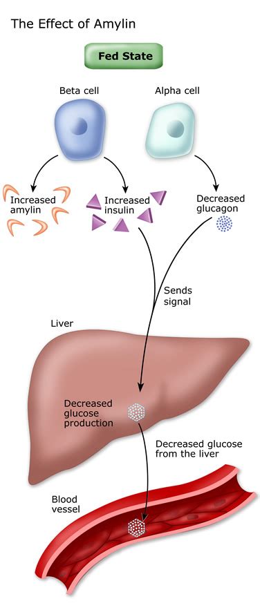 Positive inotropy and chronotropy similar to. Blood Sugar & Other Hormones :: Diabetes Education Online