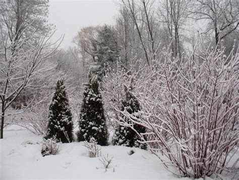 Enjoy Winter Evergreens Vertical Evergreens Like The Columnar White