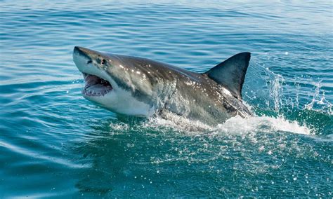 Great White Sharks In North Carolina Where They Live And How Often They