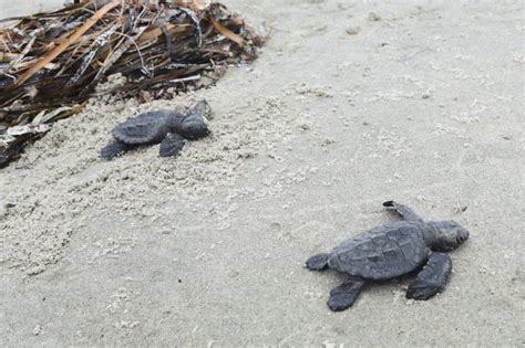 Louisiana Officials Site Worlds Smallest Sea Turtles For First Time In