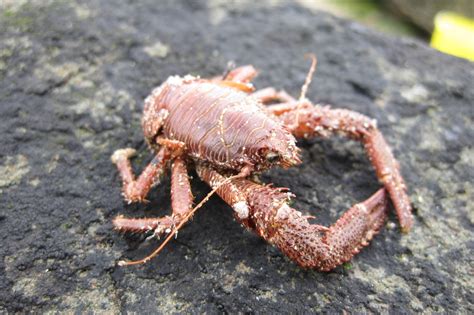 Islay Natural History Trust Squat Lobster