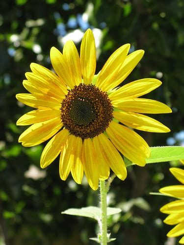 Sun Flower Kevin Snow Flickr