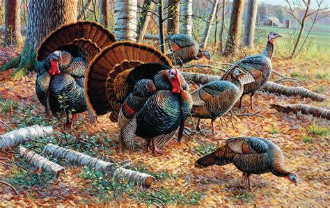 Hunting Art Turkey Hunting Bow Hunting Hunting Birds Archery