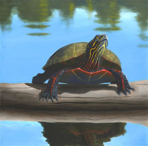 Painted Turtle Robert The Artist