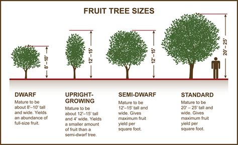 Maybe you would like to learn more about one of these? Tips for Selecting Fruit & Nut Trees » Planting & Care ...