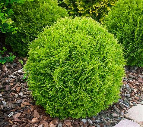 Little Giant Arborvitae Thuja Occidentalis Garden Shrubs Emerald