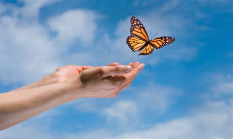 540 Butterfly Flying Away Stock Photos Pictures And Royalty Free Images