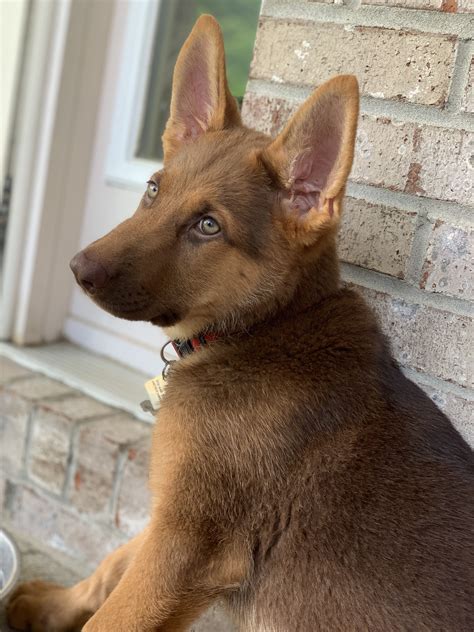 Liver German Shepherd Puppies For Sale Near Me
