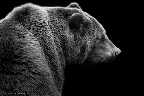 Kamtschatka Bear By Wolf Ademeit Via 500px This Is A Gorgeous