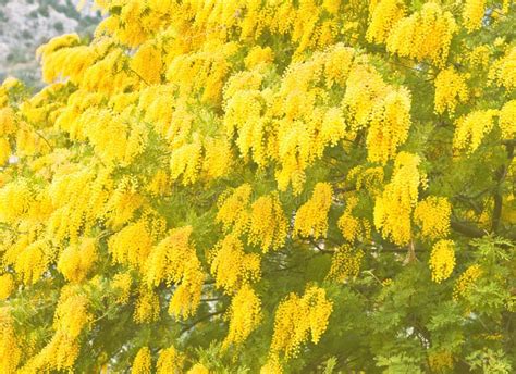 Yellow Mimosa Flowers In Soft Focus Royalty Free Stock Photo Image