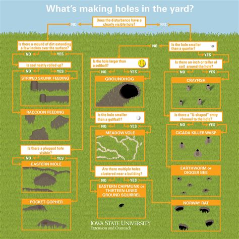 Whats Making Holes In The Yard Source Naturalresources