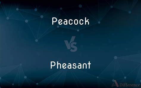 Peacock Vs Pheasant — Whats The Difference