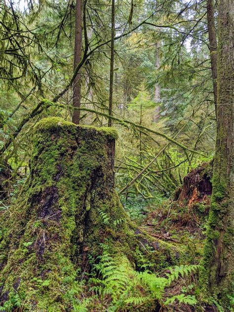 Temperate Rainforest In The Pacific Northwest Stock Photo Image Of