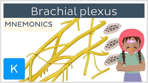 Brachial Plexus Mnemonics Human Anatomy Kenhub Youtube