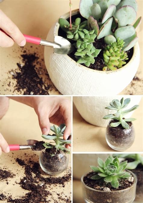 Diy Potted Succulents Lovely Indeed