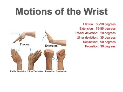 Wrist Motion Radial And Ulnar Deviations Raimhero