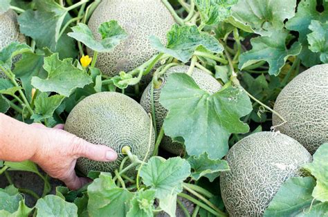 8 Tips For Growing The Sweetest Melons Modern Farmer