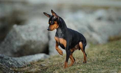 Miniature Pinscher (Min Pin): Breed Characteristics & Care