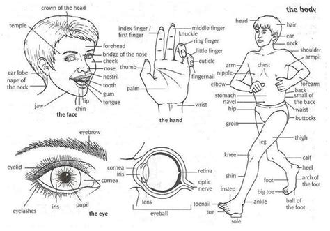 Parts of the body male. 16 besten Body Parts Bilder auf Pinterest | Englisch ...