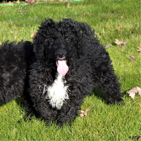 Spanish Water Dog Puppies For Sale Adopt Your Puppy Today Infinity Pups