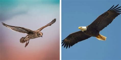 Eagle Vs Hawk The 7 Important Differences To Learn Birdwatching Buzz