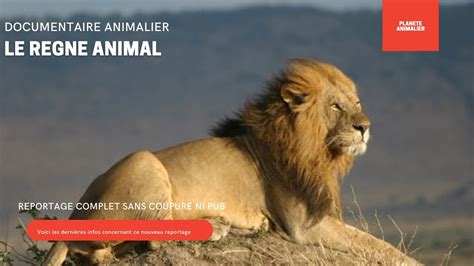 Documentaire Animalier Le Regne Animal Reportage Complet 2023 Youtube