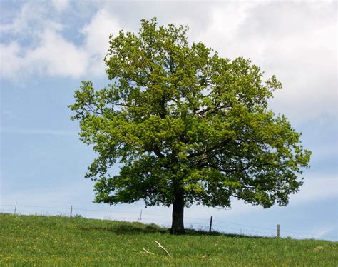 Quercus Robur Irish Oak Caragh Nurseries