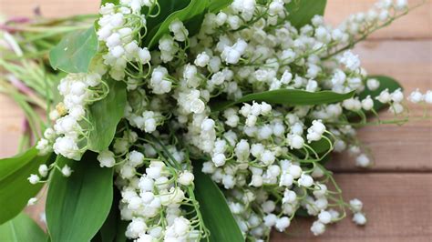 Signification, quand le planter, entretien. Porte Bonheur Photo Muguet Fleur - almoire