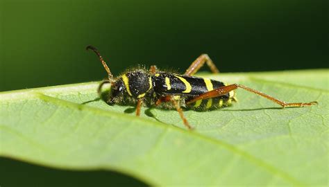 Imgp3355 Wasp Beetle Clytus Arietis Linneaus 1758 Leif G