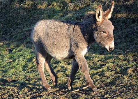 162 Cute And Funny Donkey Names Animal Hype