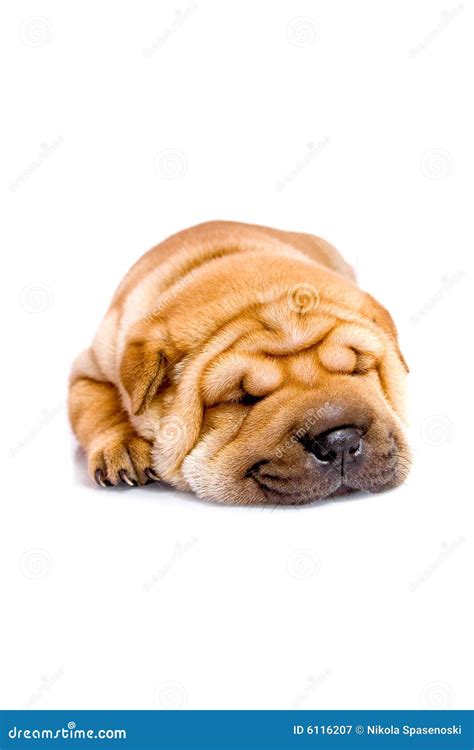 Shar Pei Baby Dog Sleeping Stock Image Image Of Month 6116207